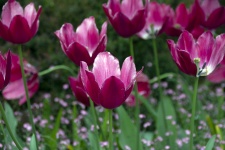 Tulipa Greigii
