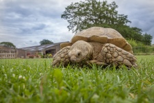 Turtle On A Grass