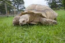 Turtle On A Grass