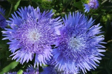 Two Blue Aster Flowers Close-up