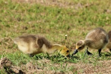 Two Canada Goose Goslings Close-up