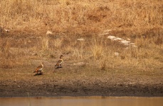 Two Egyptian Geese Edge Of Dam