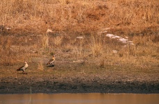 Two Egyptian Geese On Dry Grass