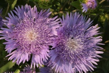 Two Purple Aster Flowers Close-up