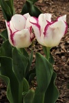 Two White And Purple Tulips