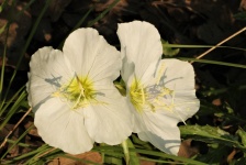Two White Evening Primrose Close-up