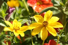 Two Yellow Coreopsis Close-up