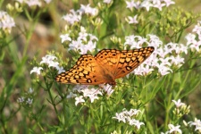 Variegated Fritillary Butterfly 10