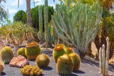 Various Cactuses