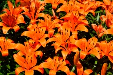Vibrant Orange Lily