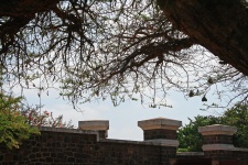 View Of Acacia Tree Inside Fort