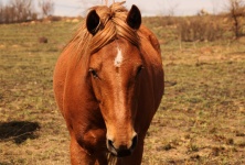 View Of Face Of Horse