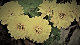 Vintage Yellow Floral Background