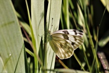 Western White Butterfly Close-up