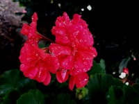 Wet Flowers Garden