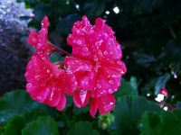 Wet Flowers Garden