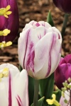 White And Purple Tulips Close-up