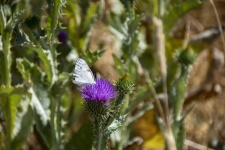 White Butterfly On Cardoon