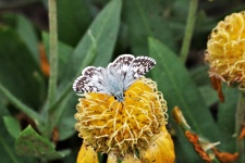 White Checkered Skipper Butterfly