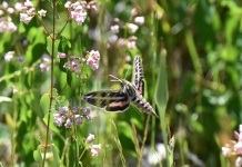 White-Lined Sphinx Flying