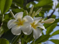 White Plumeria Flower Hawaii