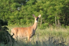 White-tail Deer In Country Field