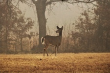 White-tail Deer In Fog
