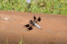 Whitetail Skimmer Dragonfly