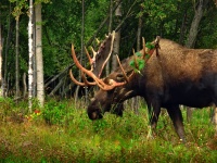 Wild Elk