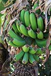 Wild Green Bananas