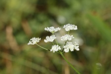 Wild Hedge Parsley And Dew