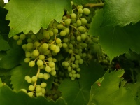 Wine Grapes Growing