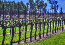Wine Grapes Vineyard