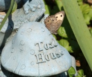 Wood Nymph Butterfly On Toad House