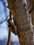 Woodpecker On Tree