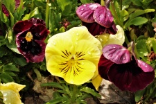 Yellow And Purple Pansies