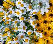 Yellow And White Flowers