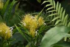 Yellow Flower Bloom Hawaii