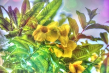 Yellow Flower Common Allamanda