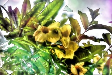 Yellow Flower Common Allamanda