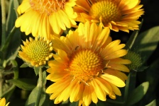 Yellow Gaillardia Flowers Close-up