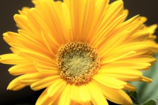 Yellow Gerber Daisy Close-up