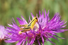 Yellow Grasshopper On Purple Flower