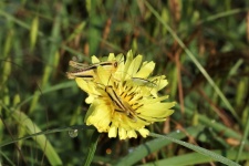 Yellow Grasshoppers Eating Flower