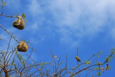 Yellow Male Masked Weaver Bird