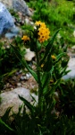 Yellow Musk Wildflower