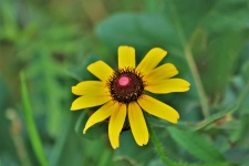 Yellow Rudbeckia Flower