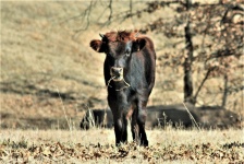 Young Bull Eating Grass In Fall