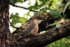 Young Red-bellied Woodpecker