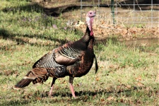 Young Tom Turkey In Spring